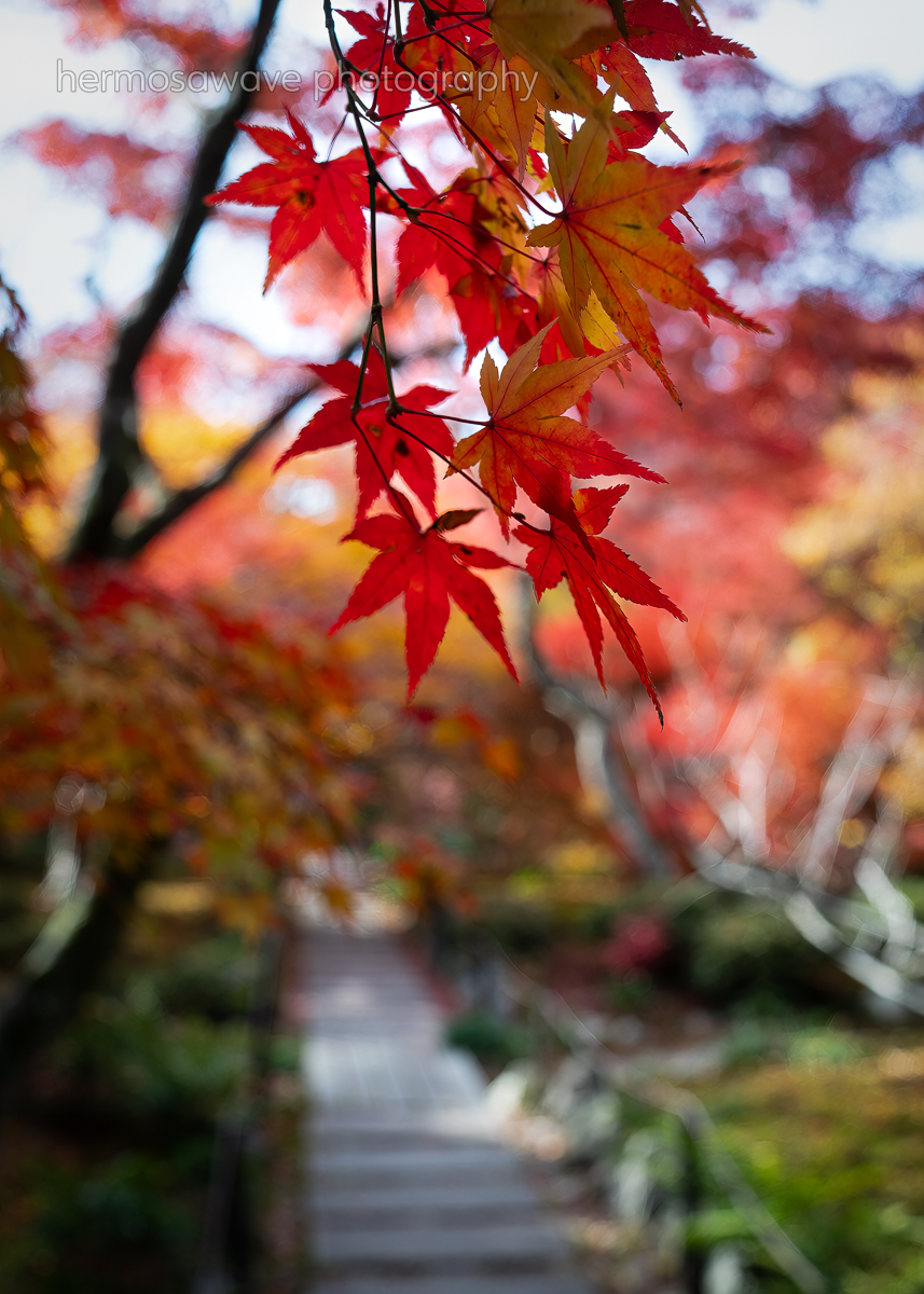 Red Maples・紅葉🍁
