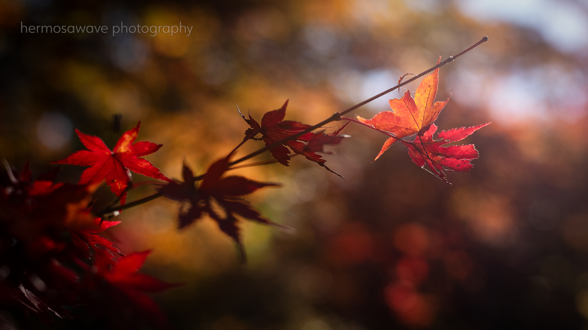 Red Leaves・かえで
