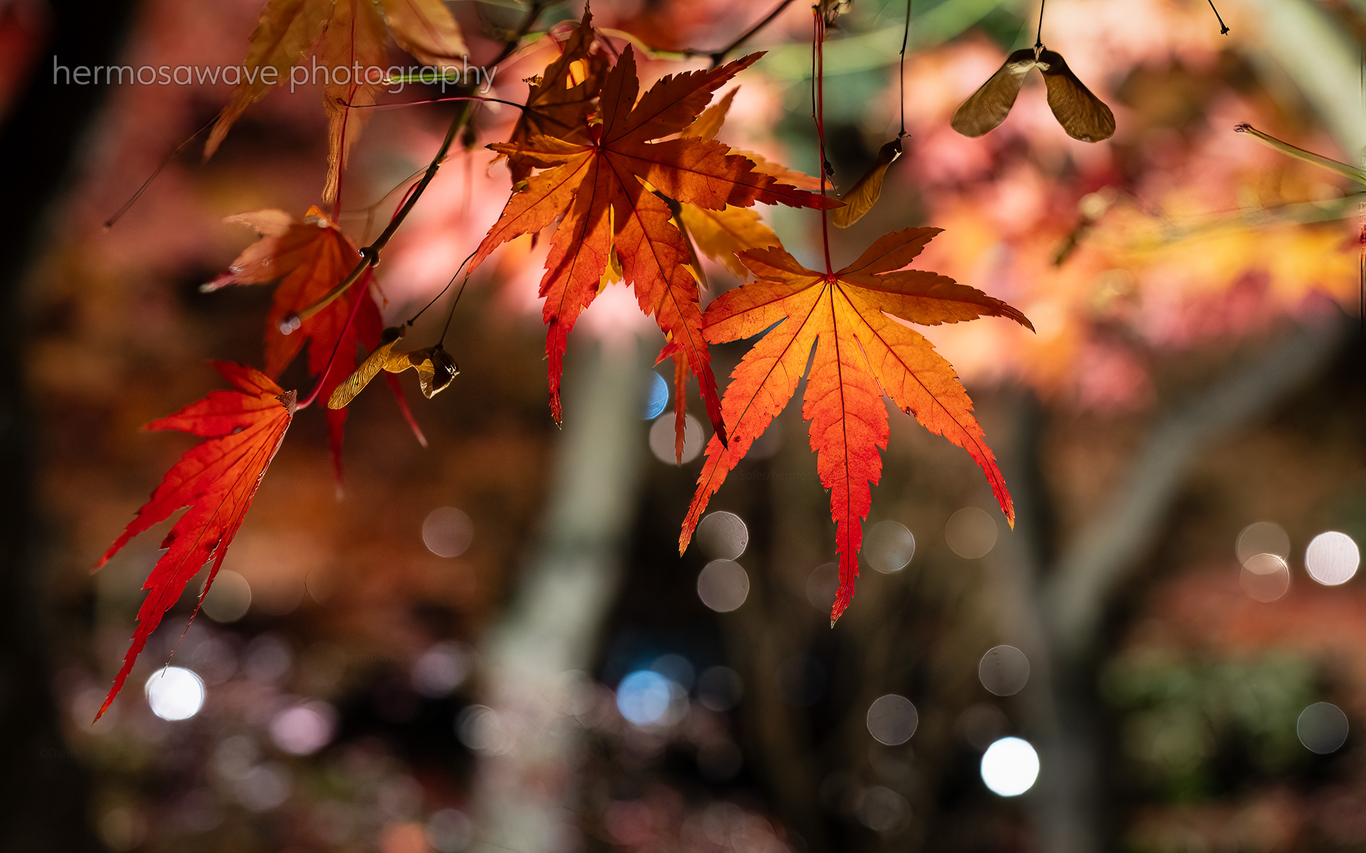 Evening Illumination・夜のイルミネーション