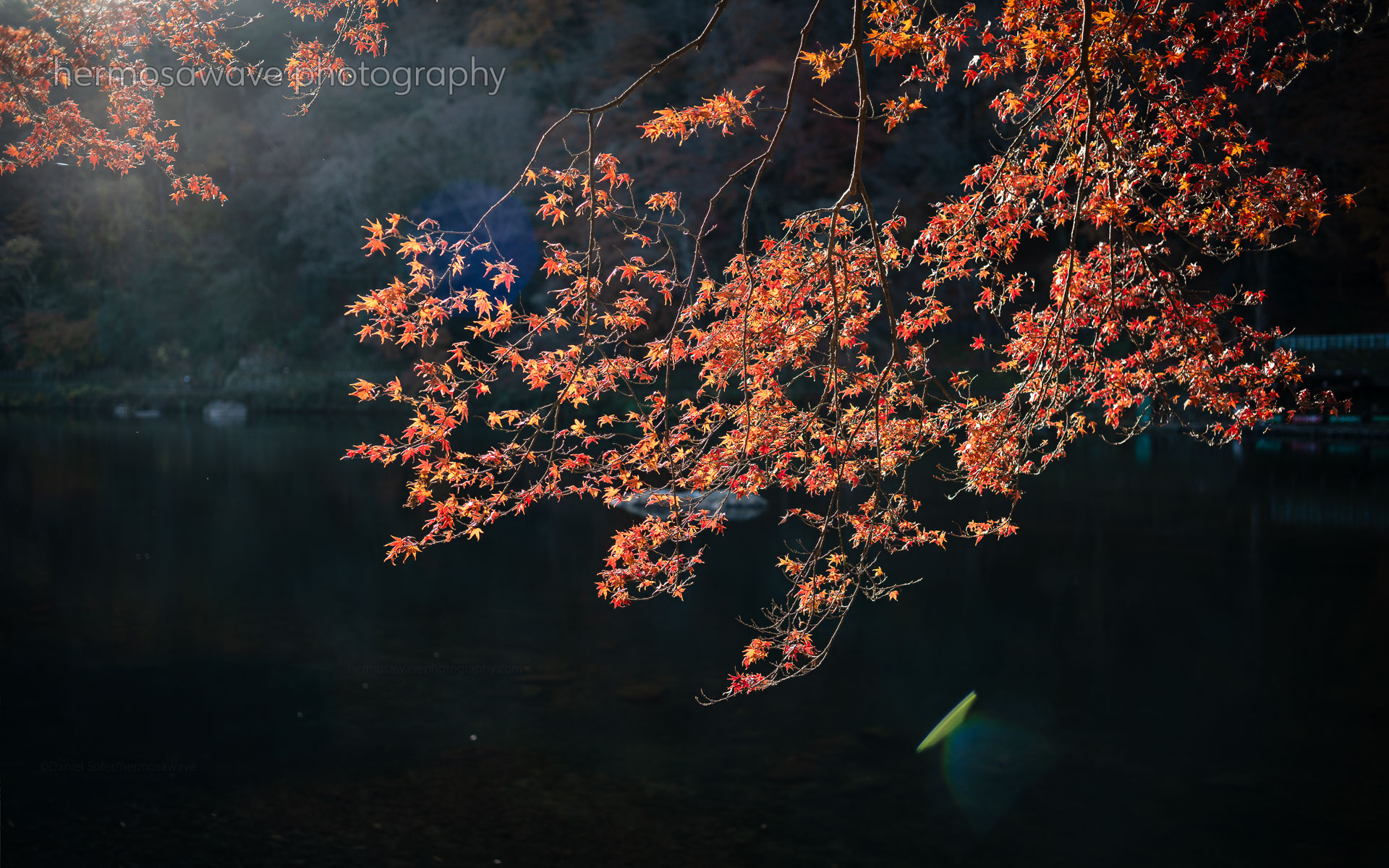 Morning Leaves・朝の紅葉🍁