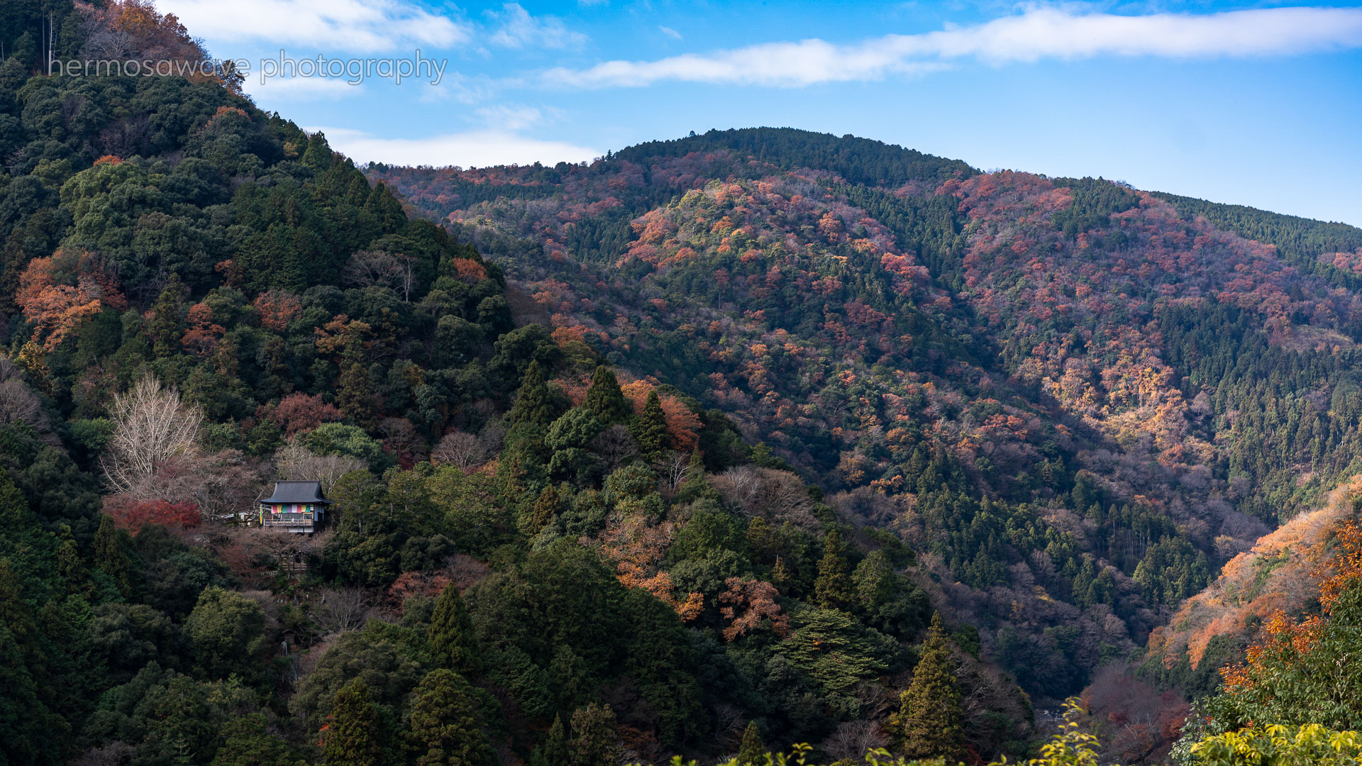 Koyo (Autumn Leaves)・紅葉
