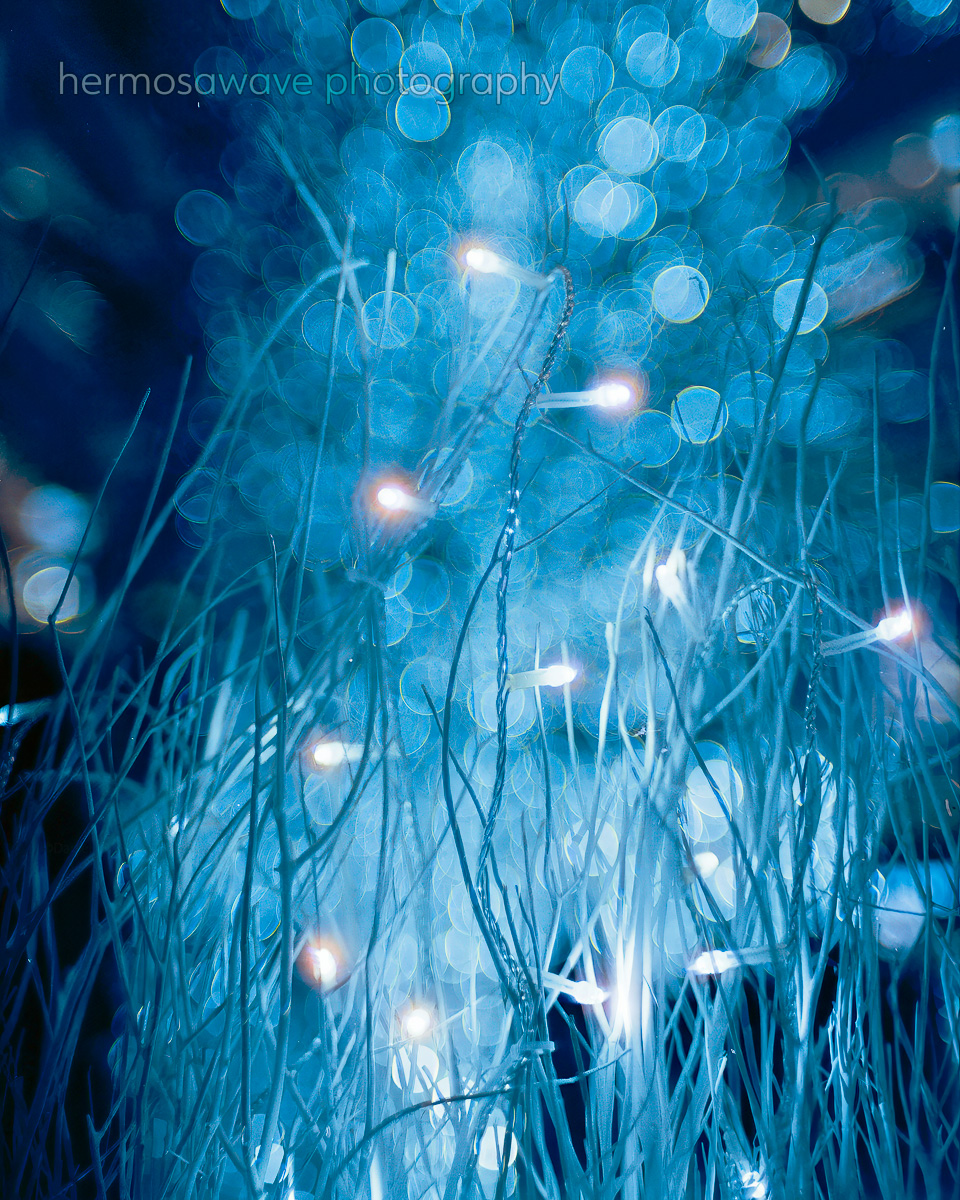 Holiday Lights・ホリデーイルミネーション