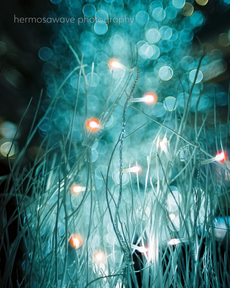 Holiday Lights・ホリデーイルミネーション