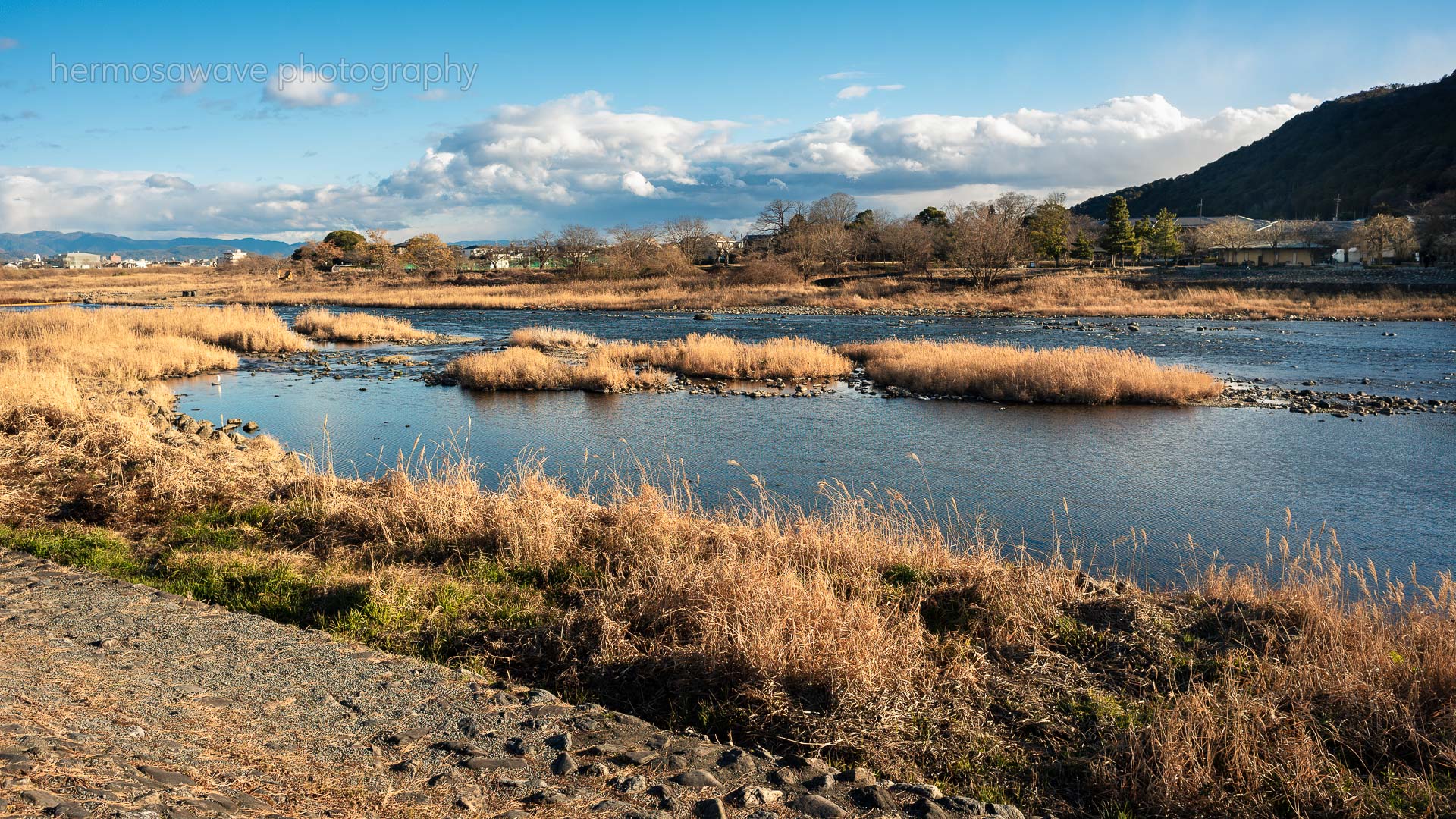 River Grass・川のヨシ