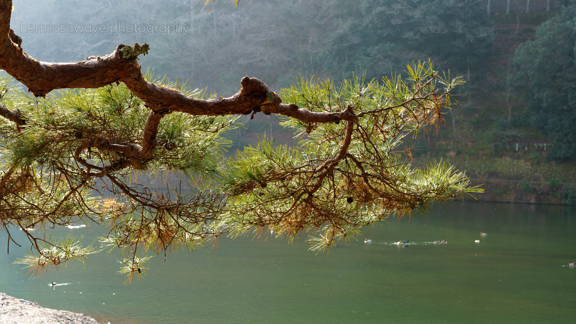 River Pine・川の松