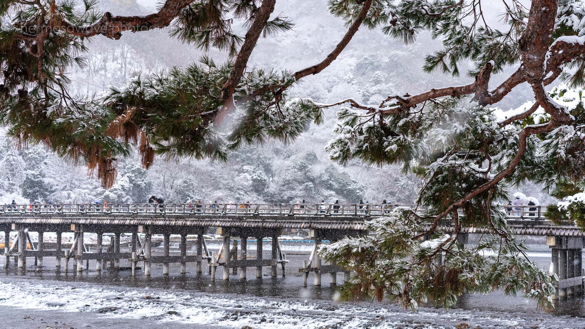 Bridge & Pine・橋と松