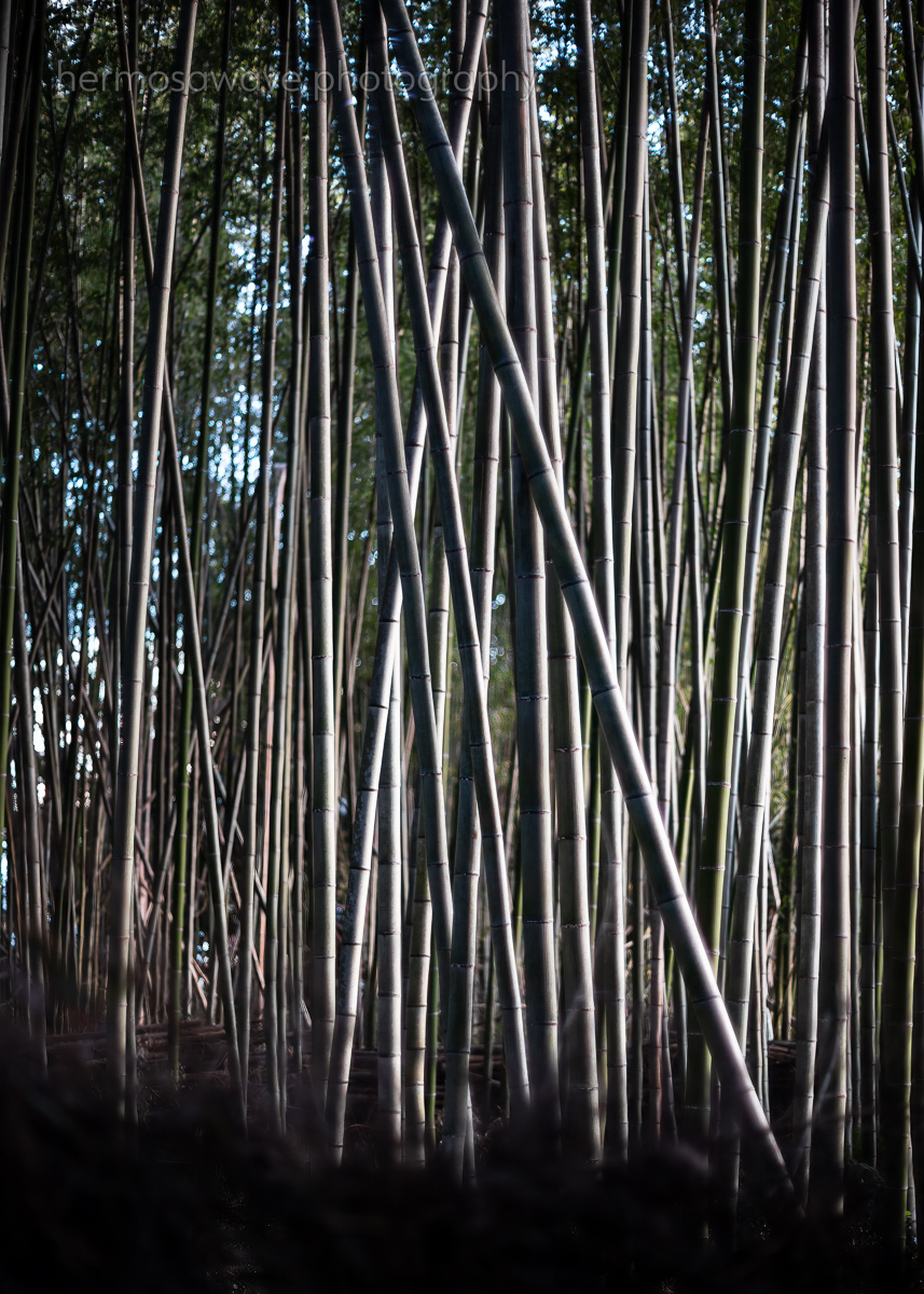 Hi-Key Bamboo・ハイキーの竹