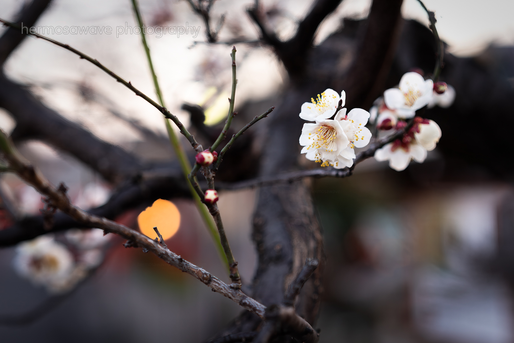Kurumazaki Jinja・車折神社