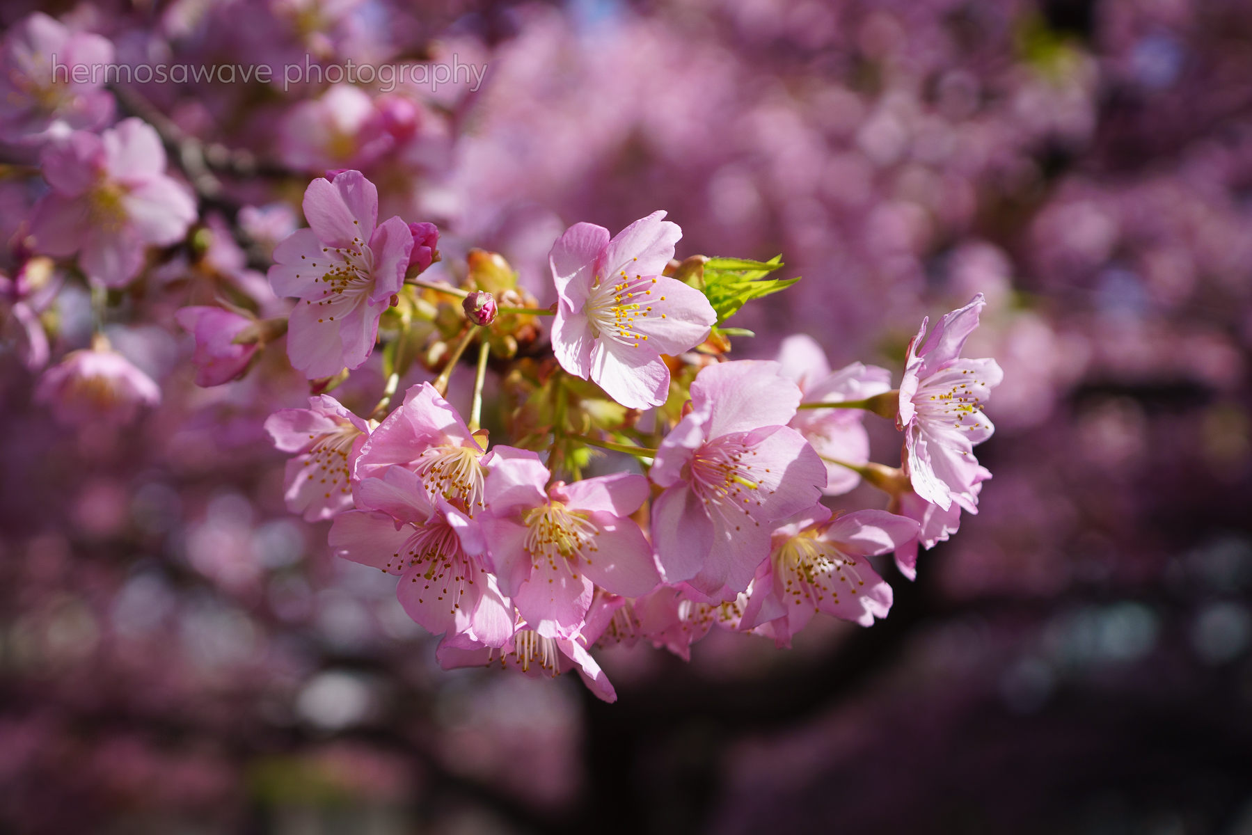 It‘s Time For...・さあ、始まるよ！