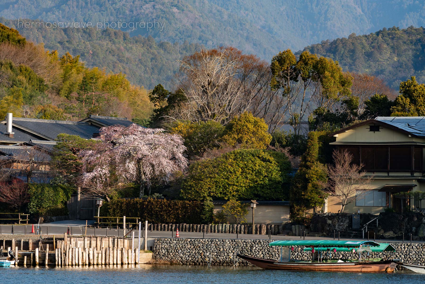Sakura Morning・桜の朝