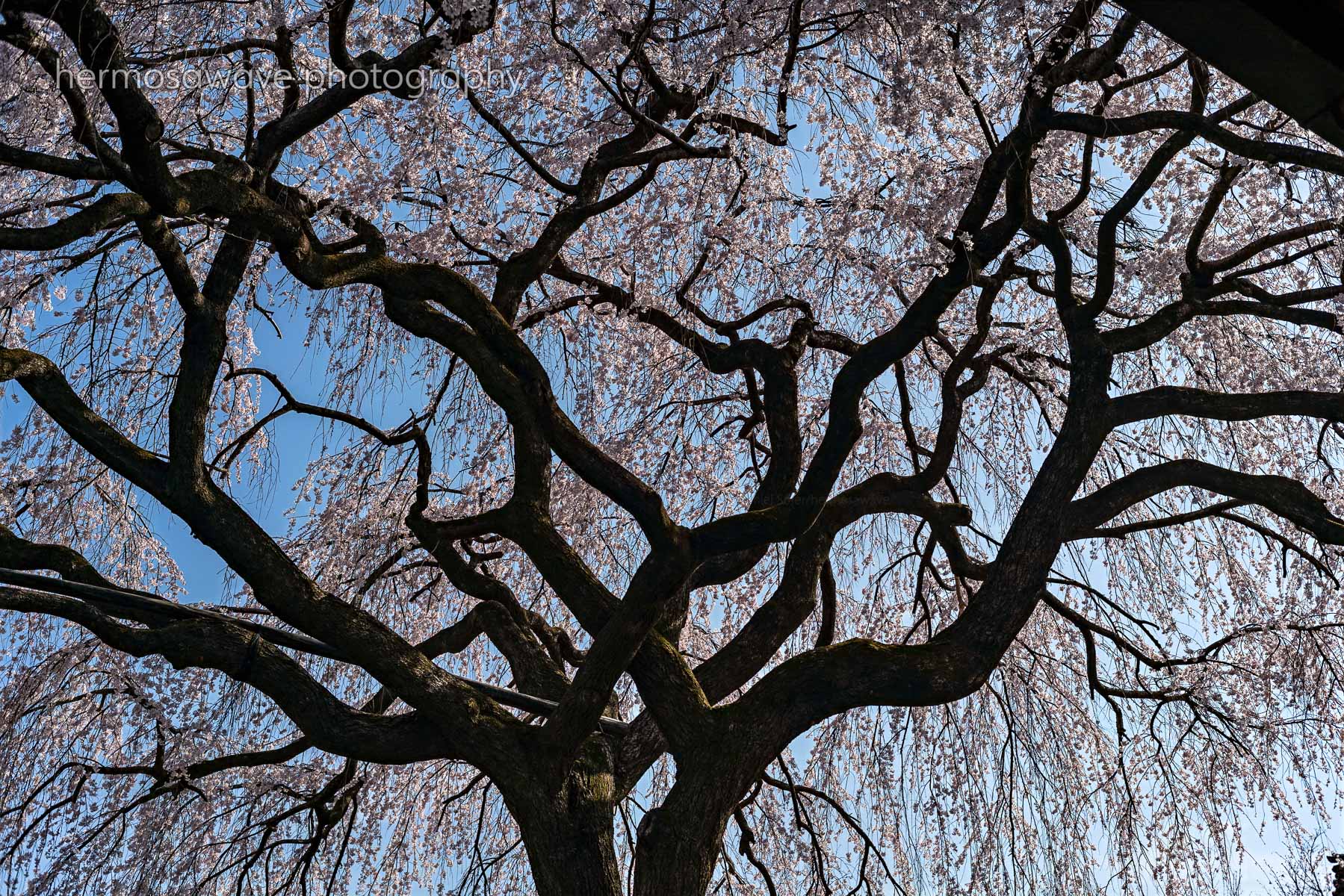 Honmanji・本満寺