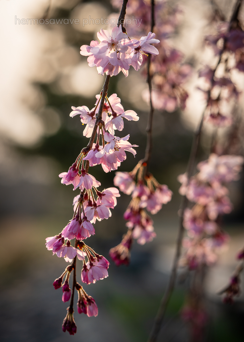 Weeping Cherries・枝垂れ桜