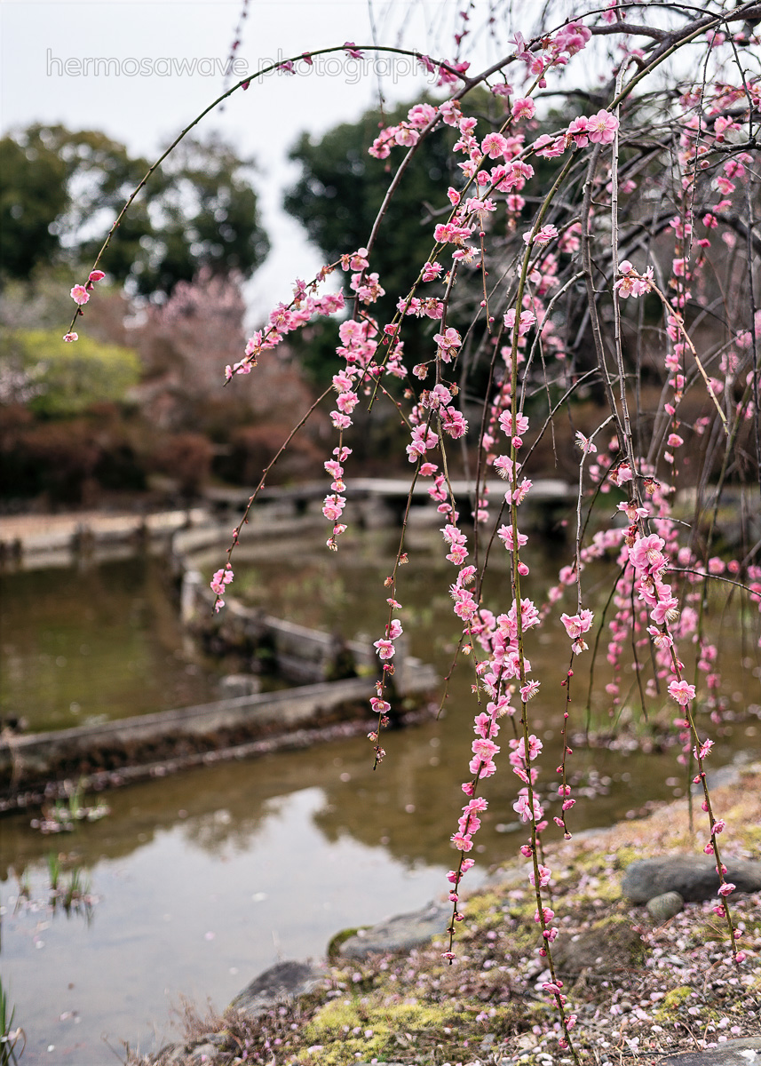 Weeping Ume・枝垂れ梅