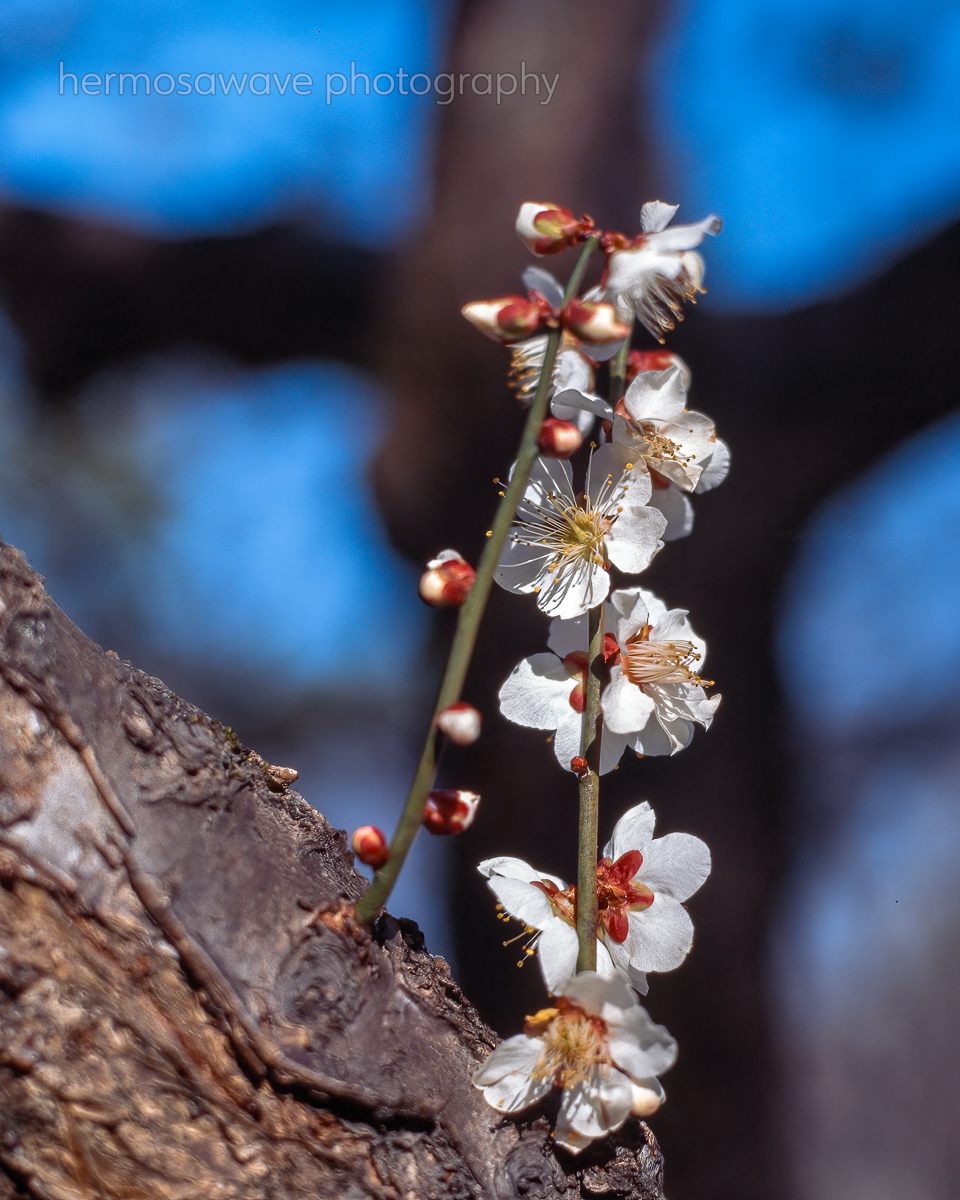 Kyoto Gyoen・京都御苑