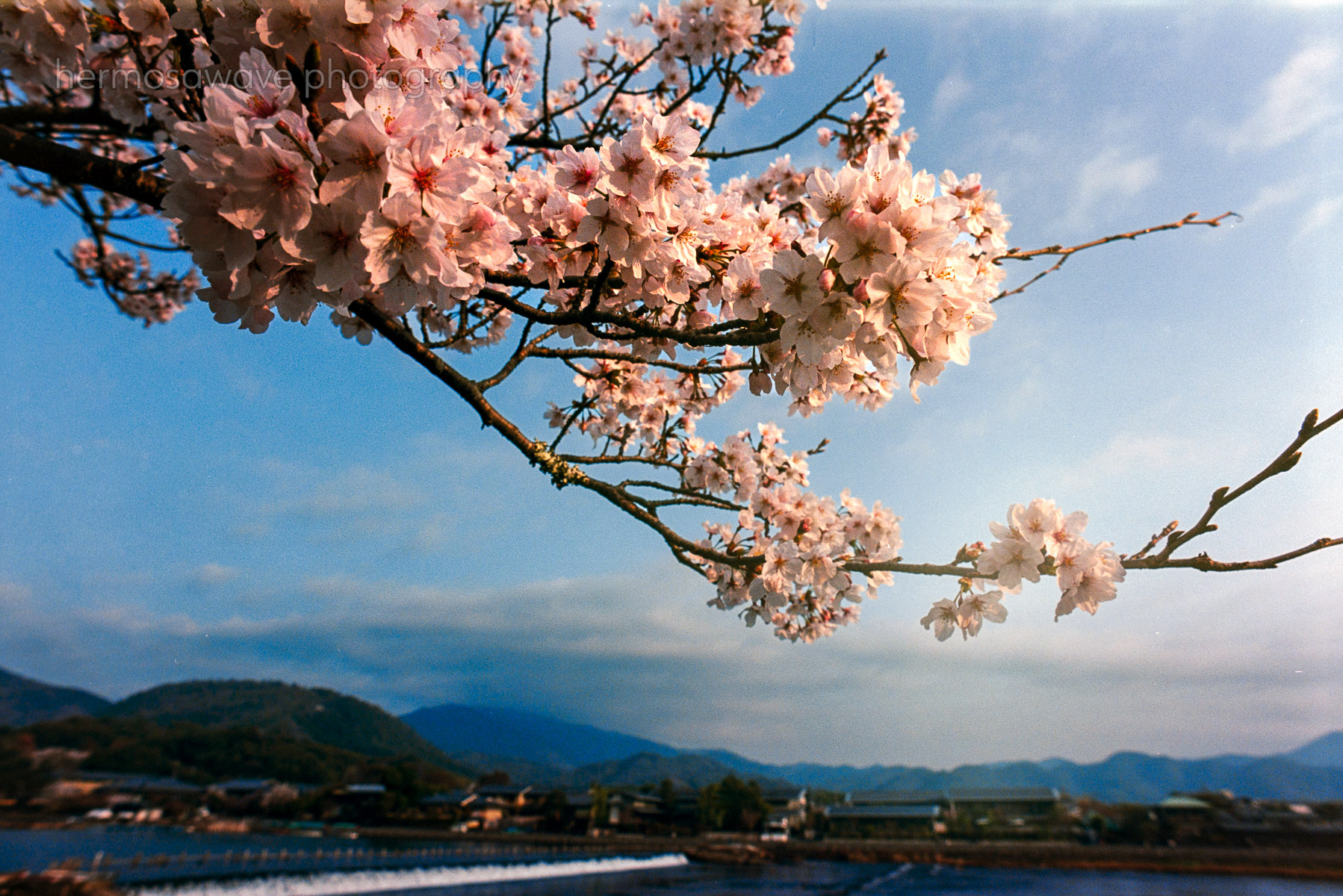 Sakura Morning・朝の桜