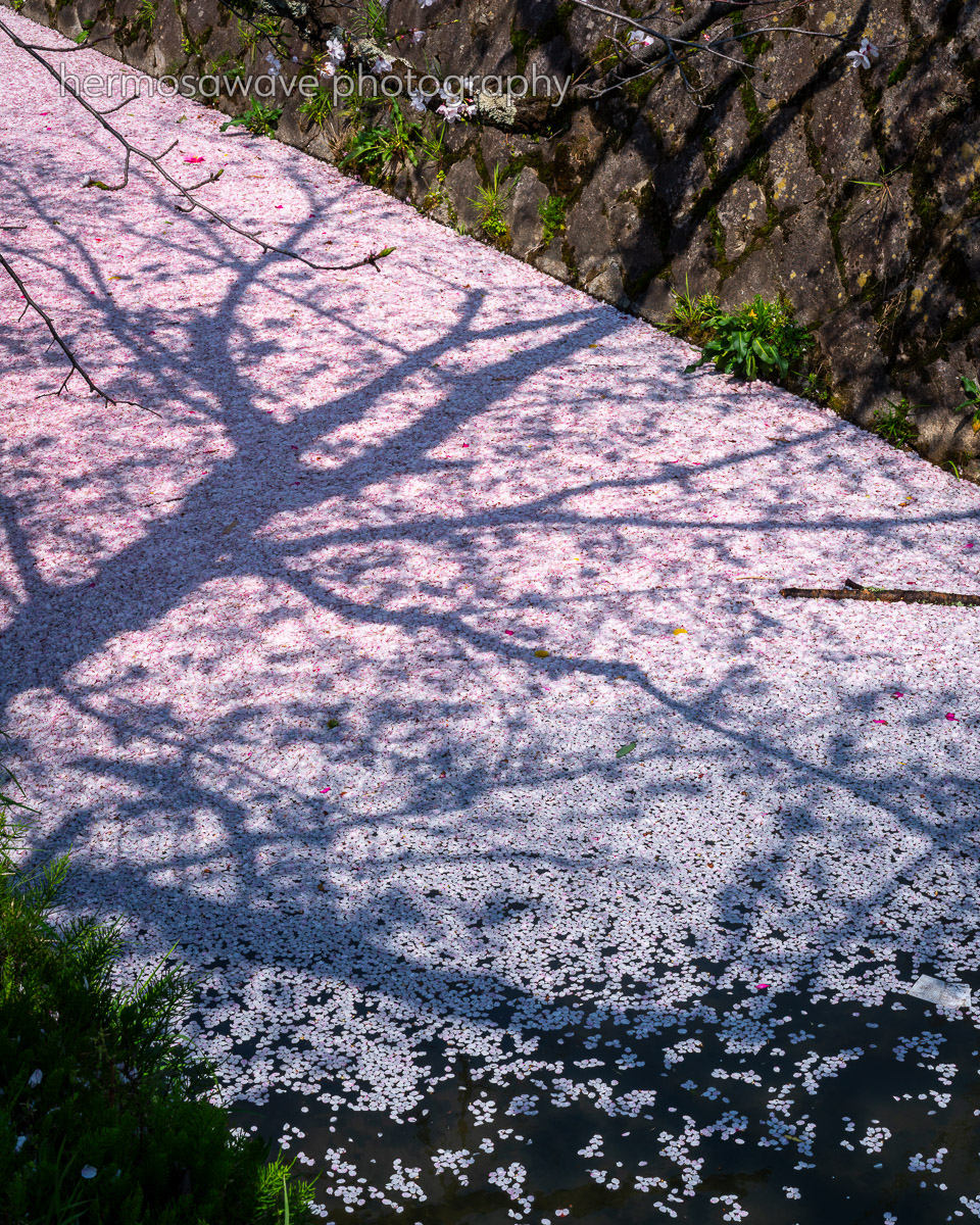 Flower River・桜川