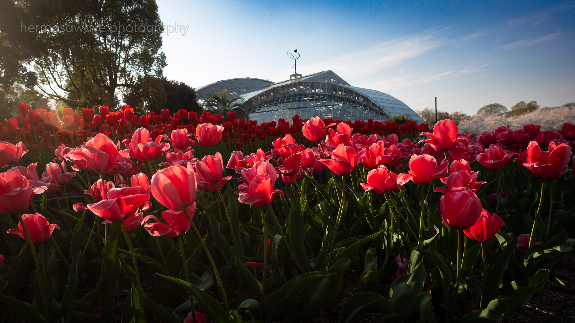 Tulips・チューリップ
