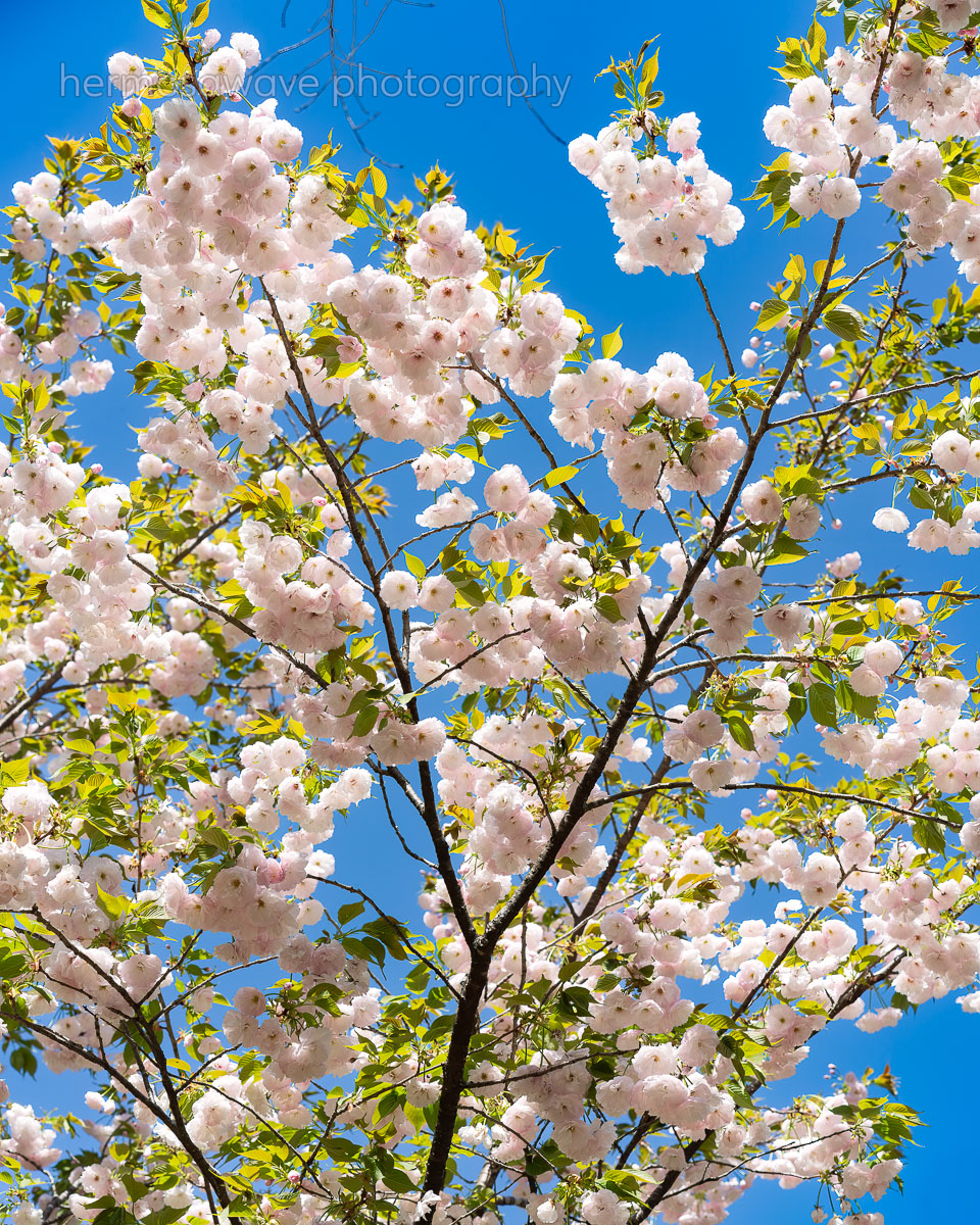 Yaezakura・八重桜