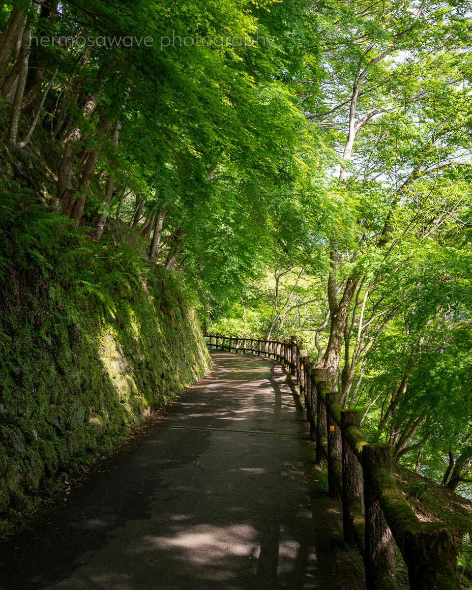 Spring Green・春の青葉