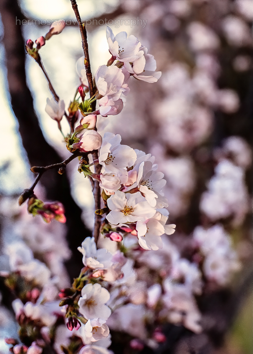 Soft Pink・ソフトピンク