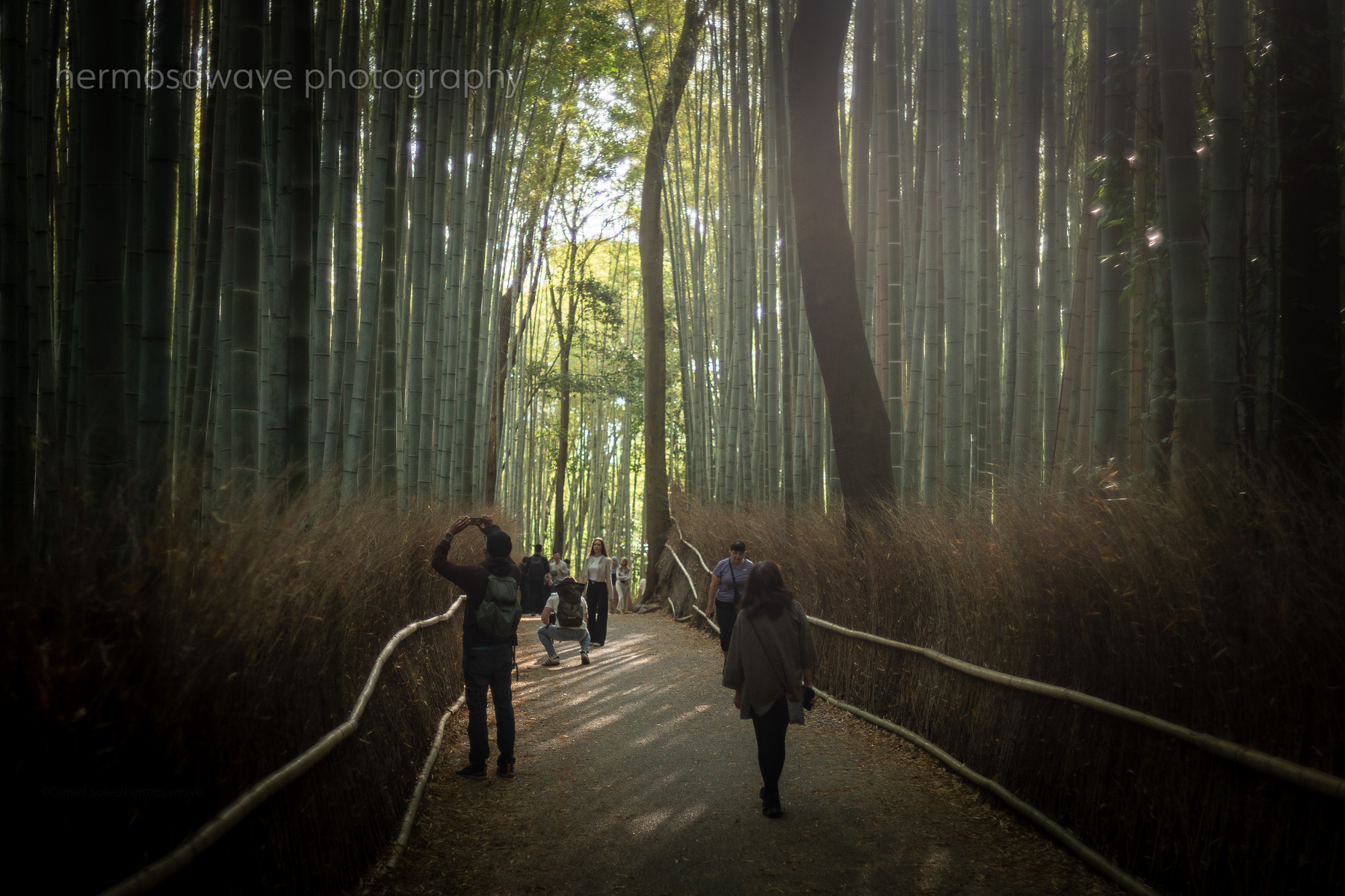 Morning in the Grove・竹林の朝
