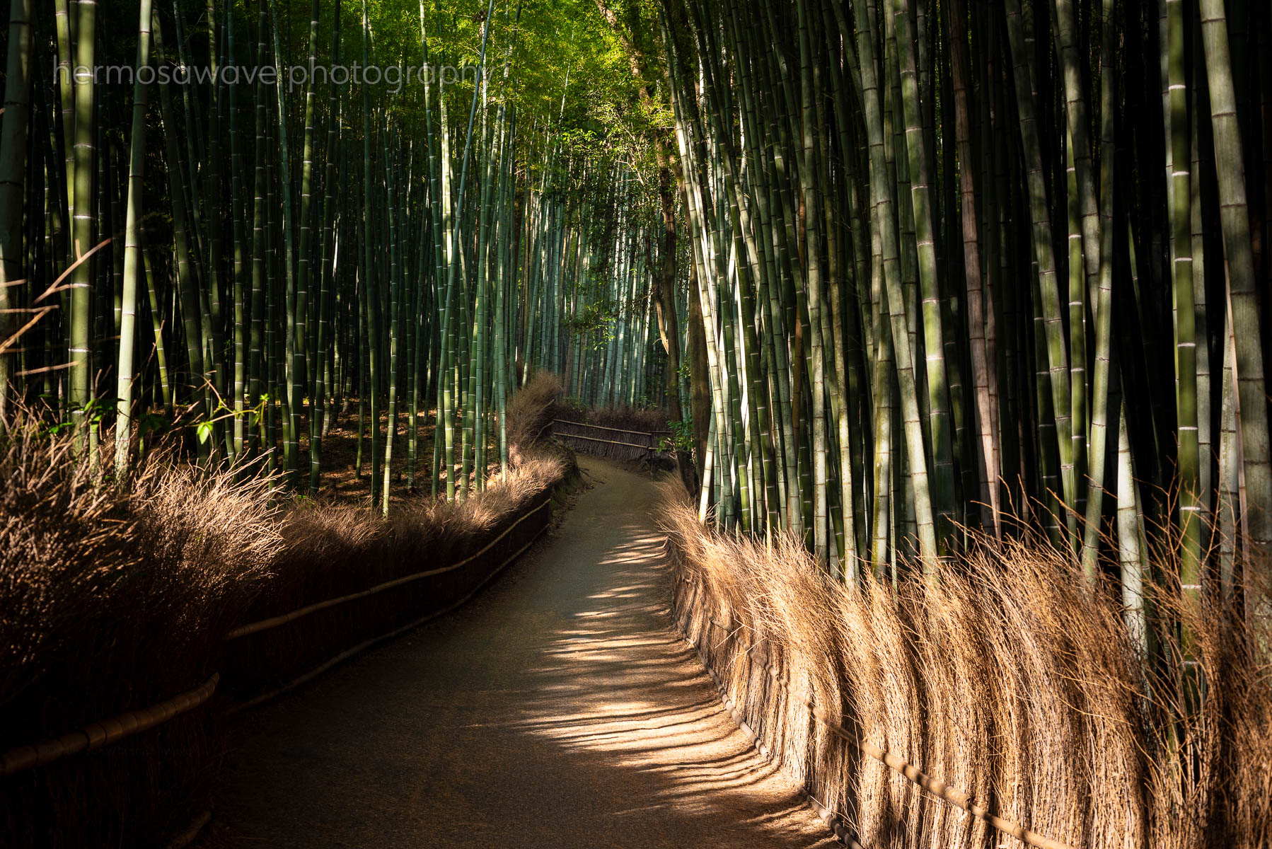 Morning in the Grove・朝の竹林