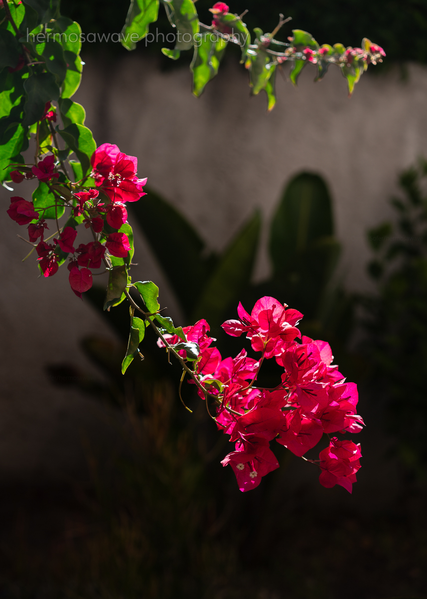 Bougainvillea