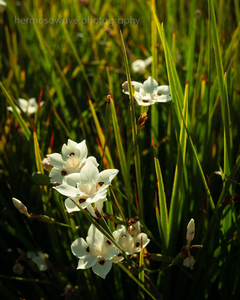 Dietes