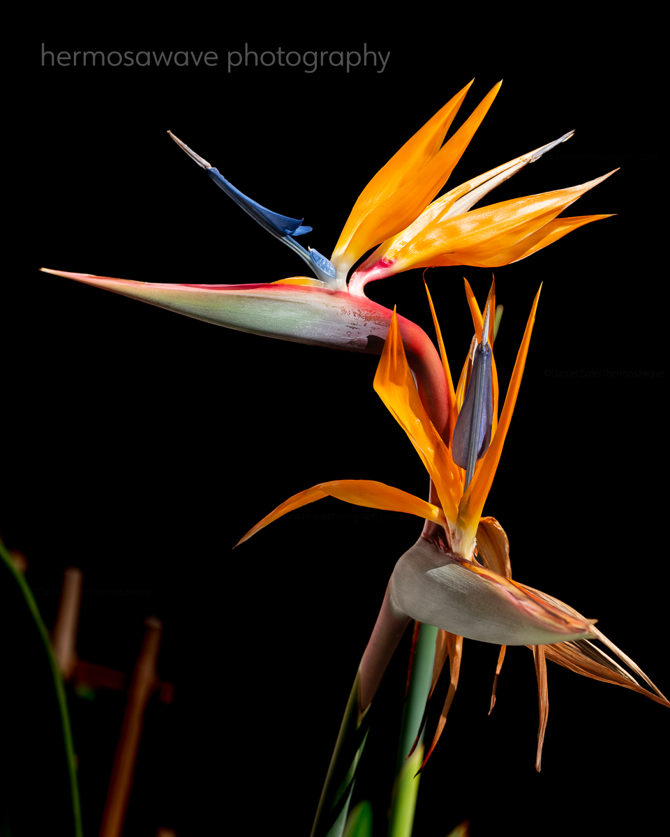 Birds of Paradise