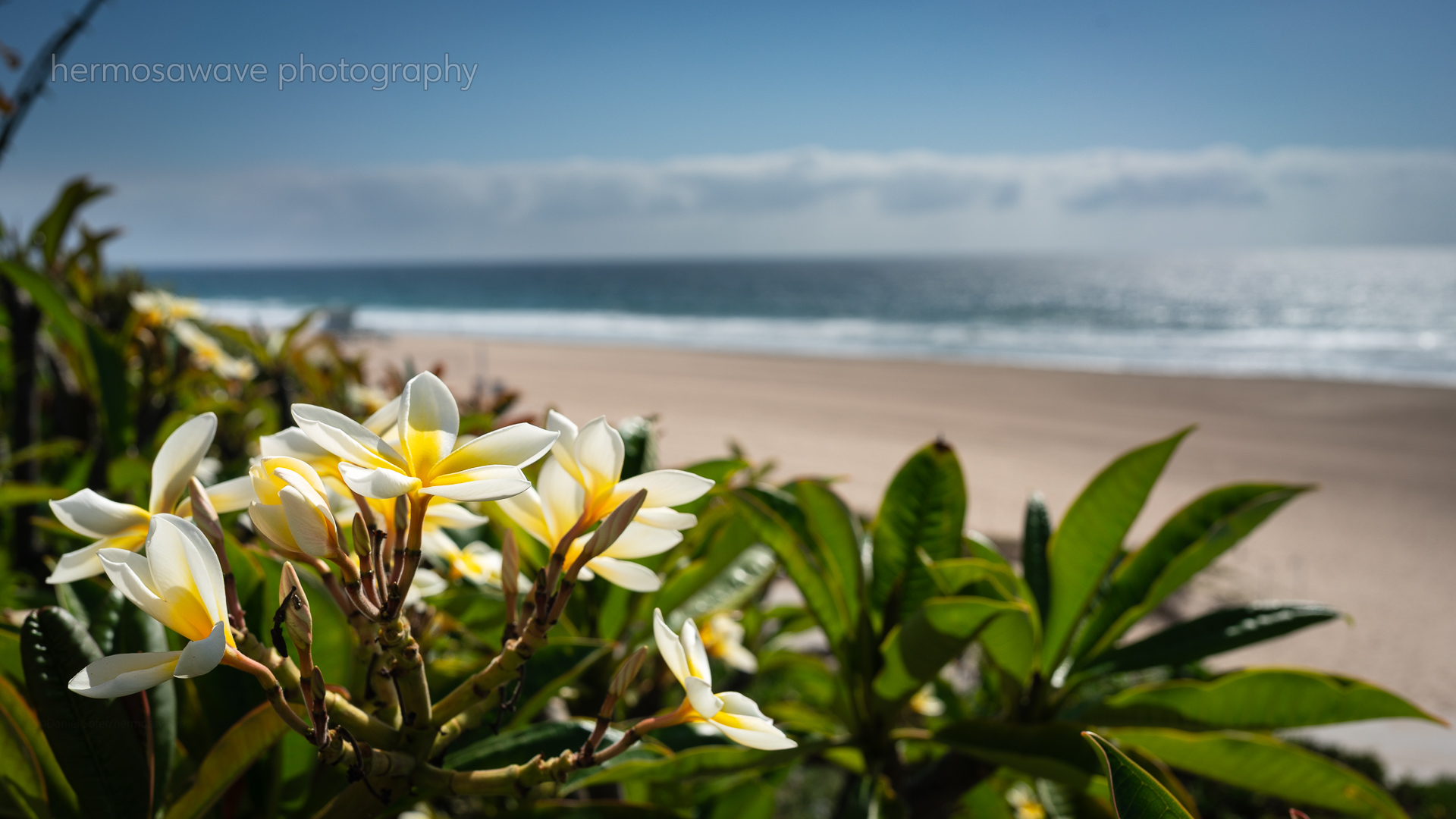Strand Flora